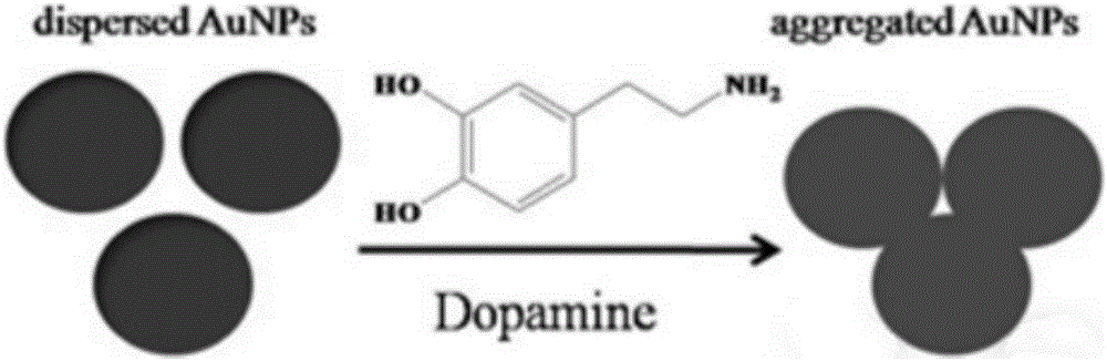 Method for detecting dopamine by utilizing 5-hydroxytryptamine-gold nanoparticles