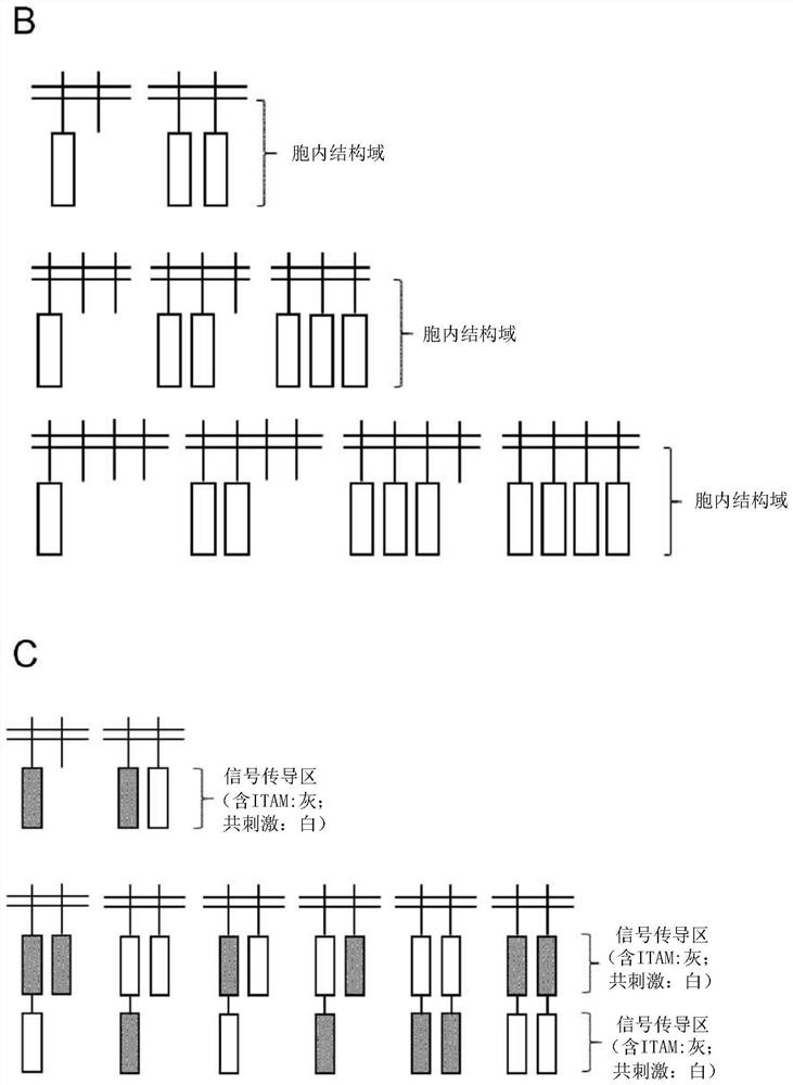 Group of chimeric antigen receptors (CARS)