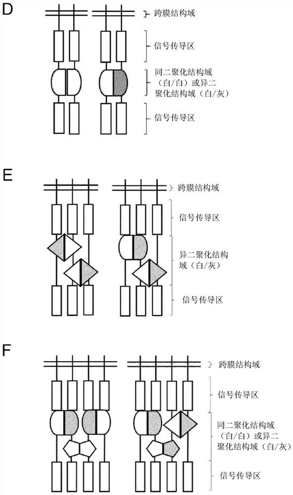 Group of chimeric antigen receptors (CARS)