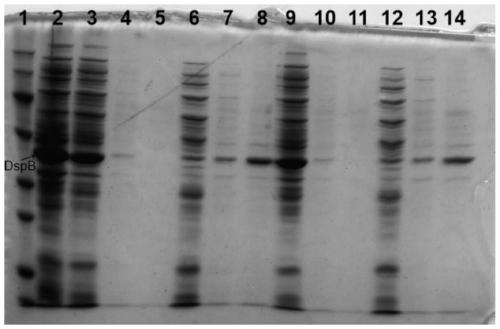 Preparation method and application of novel magnetic bead for separating, purifying and immobilizing histidine tag protein and bovine hemoglobin