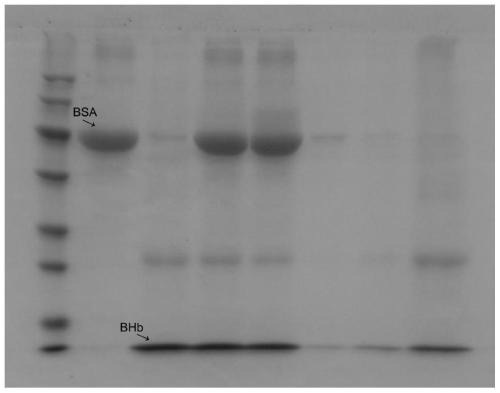 Preparation method and application of novel magnetic bead for separating, purifying and immobilizing histidine tag protein and bovine hemoglobin