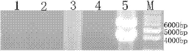 Specific molecular marker of volvariella volvacea V23 strain as well as obtaining method and application thereof