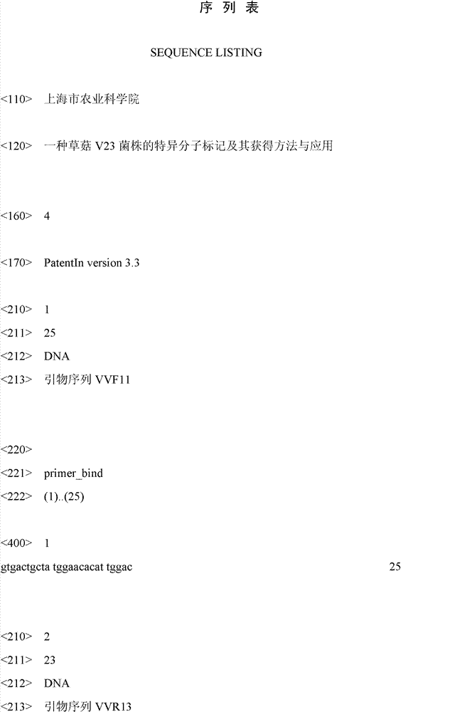 Specific molecular marker of volvariella volvacea V23 strain as well as obtaining method and application thereof