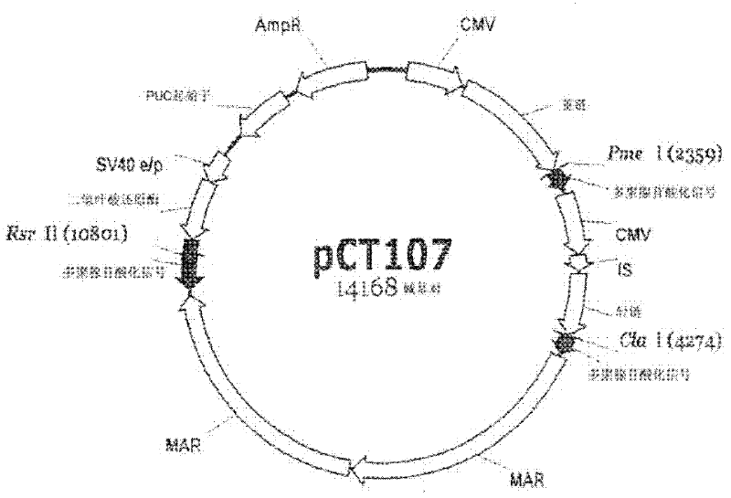 Method for selecting a high expression recombinant cell line