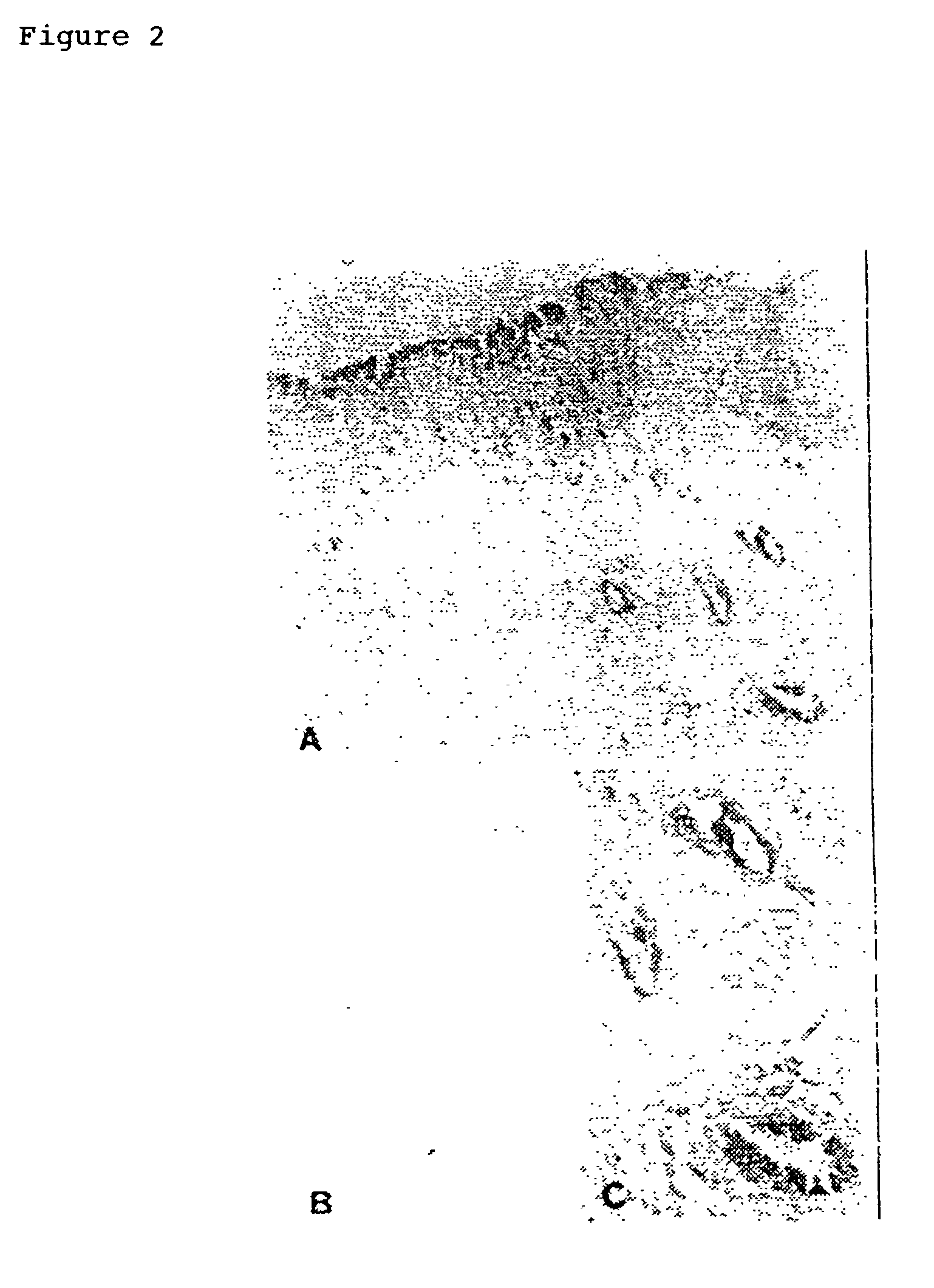 Agents comprising midkine or an inhibitor thereof as active ingredient
