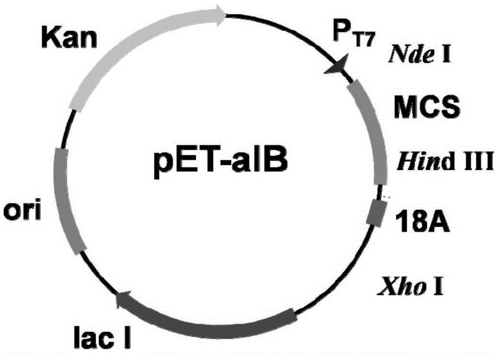 Immobilized nitrilase induced by self-aggregating short peptide and its preparation method and application