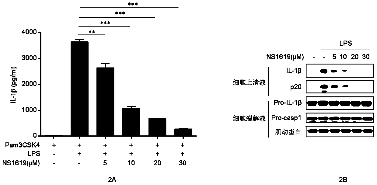 Application of NS1619 for inhibiting activation of NLRP3 inflammatory corpuscles