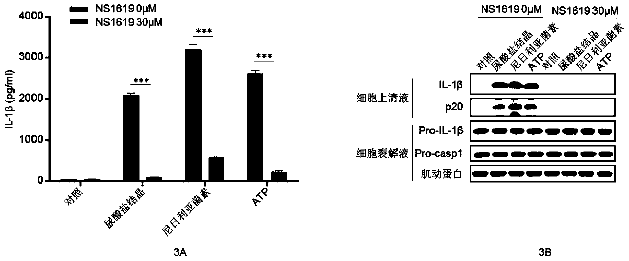 Application of NS1619 for inhibiting activation of NLRP3 inflammatory corpuscles