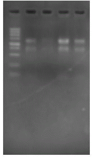 Trachinotus ovatus peroxiredoxin gene