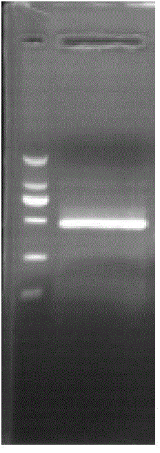 Trachinotus ovatus peroxiredoxin gene