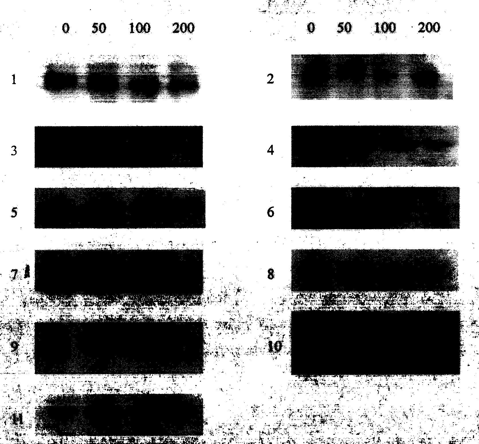 Antitumor antibiotic ancomycin and its derivative