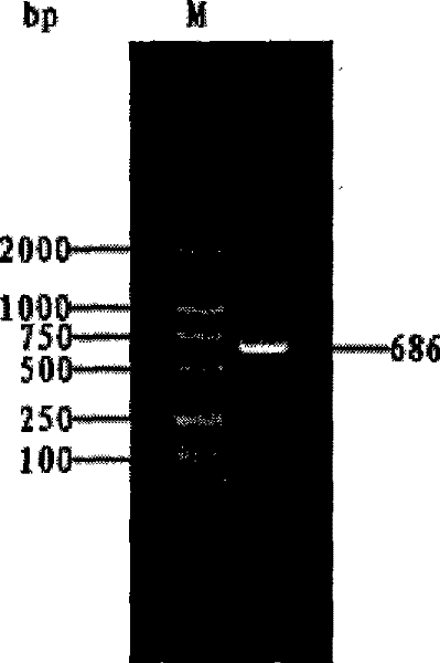 Transgene enterobacter cloacae CEI-a and its construction method and use