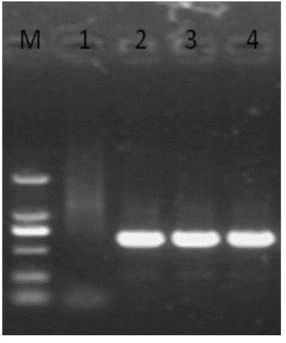 Recombinant adenovirus for expression of goat alpha interferon and construction method and application thereof