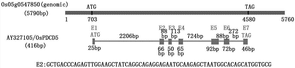 Method for fixed point knock-out of second exon of rice OsPDCD5 gene by using CRISPR/Cas9 system