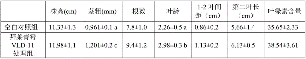 Penicillium bilaji and application thereof in agricultural production