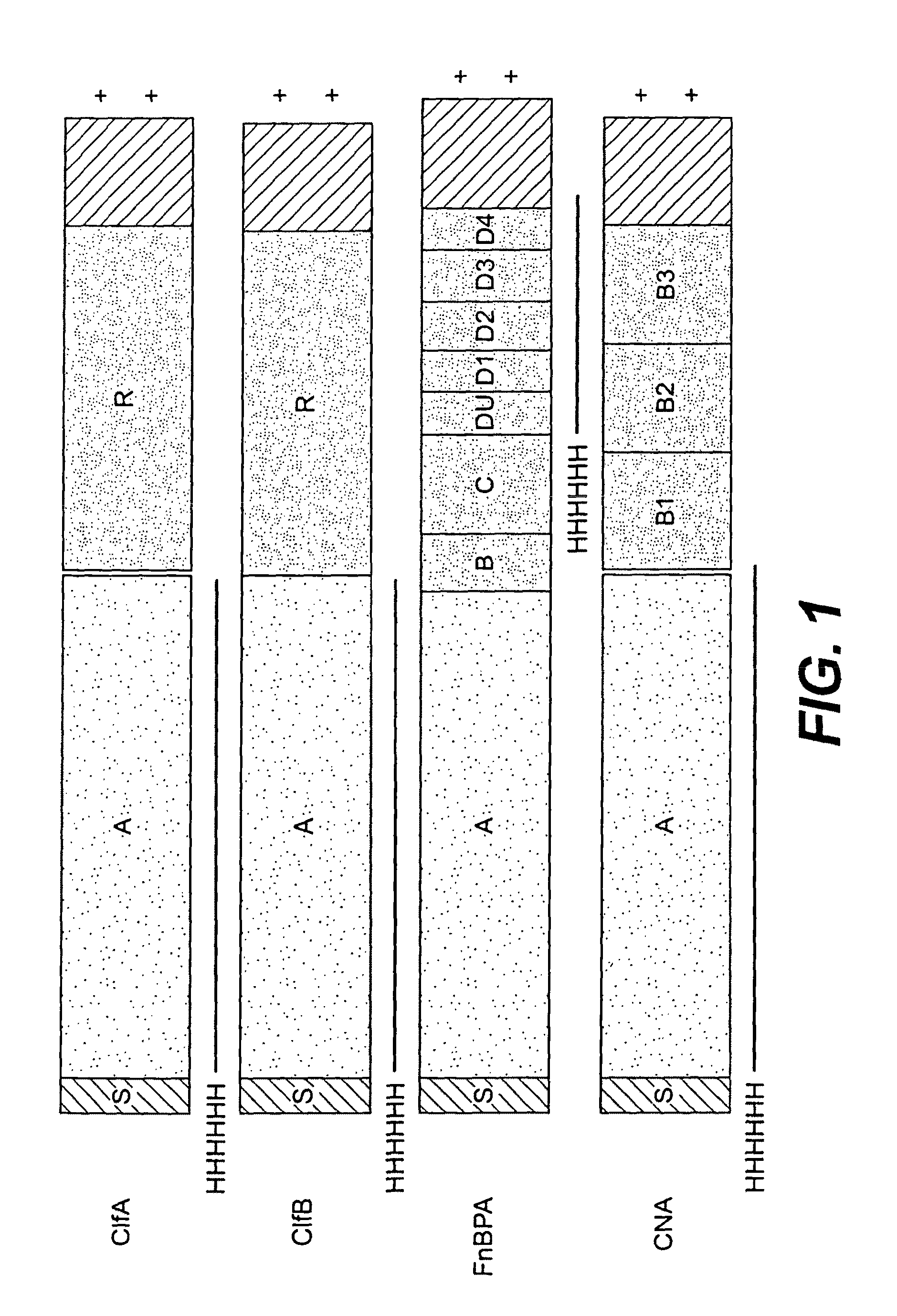 Multicomponent vaccines