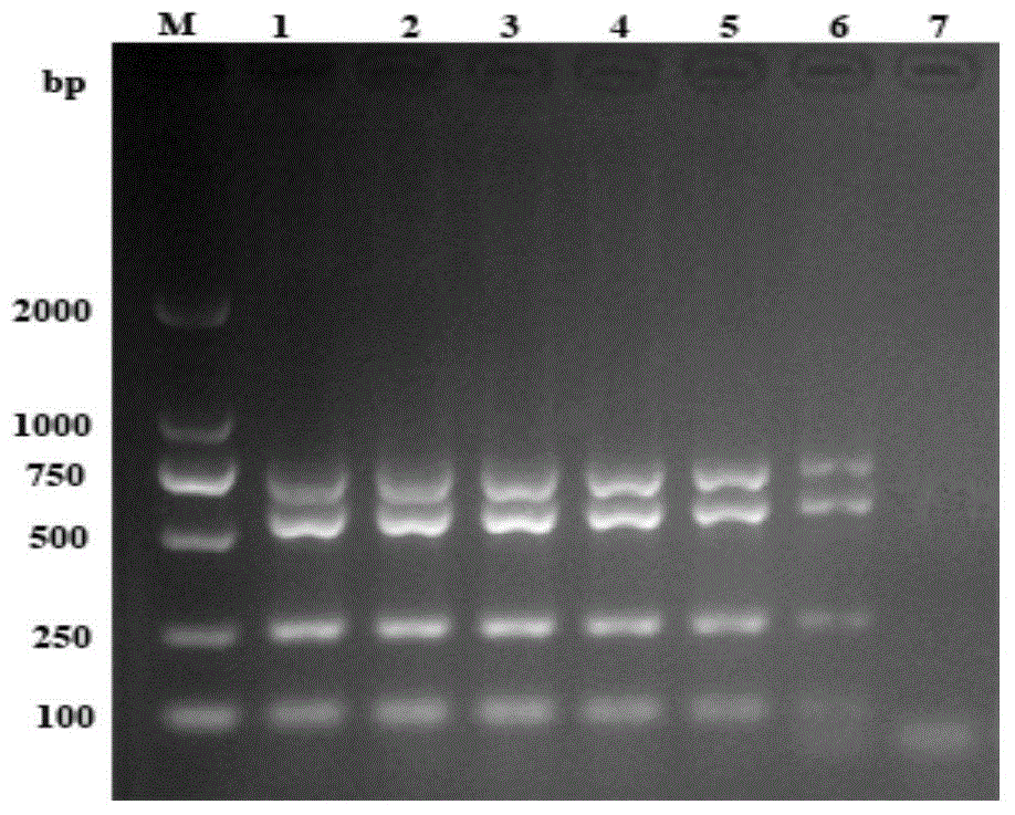 Method for performing high-flux quick detection on food-borne pathogens by using multiplex PCR (polymerase chain reaction) technique