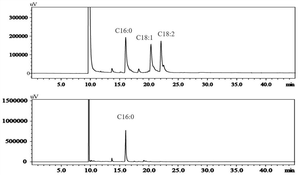 Method for preparing 1-oleic acid-2-palmitic acid-3-linoleic acid triglyceride by microbial fermentation