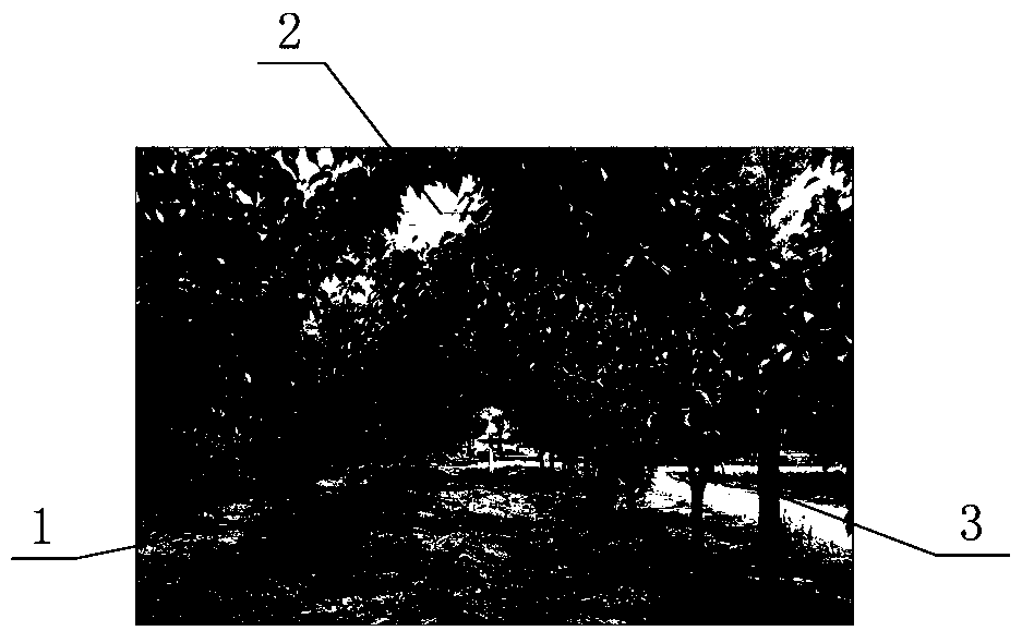 Tree shape and pruning method of pear tree with slow tree potential and fruit dropping prevention