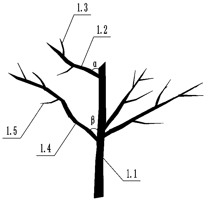 Tree shape and pruning method of pear tree with slow tree potential and fruit dropping prevention