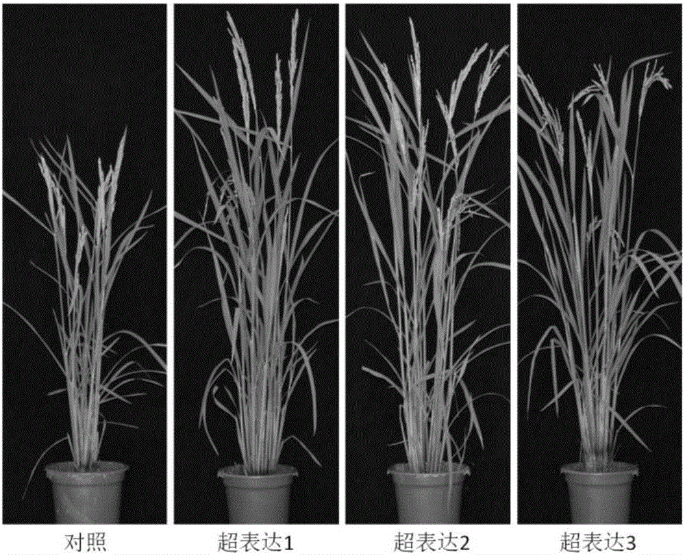 Gene OsPTR10 for improving nitrogen utilization efficiency and yield of rice and applications of gene OsPTR10