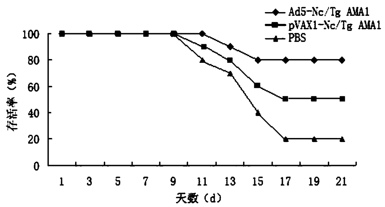 Vaccine for simultaneously preventing neospora and toxoplasma infection, preparation method and application thereof