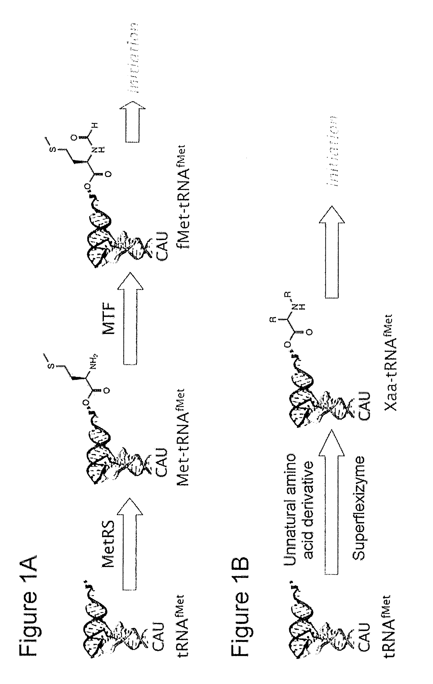 Methods for ribosomal synthesis of polypeptides containing unnatural n-terminal groups and applications thereof