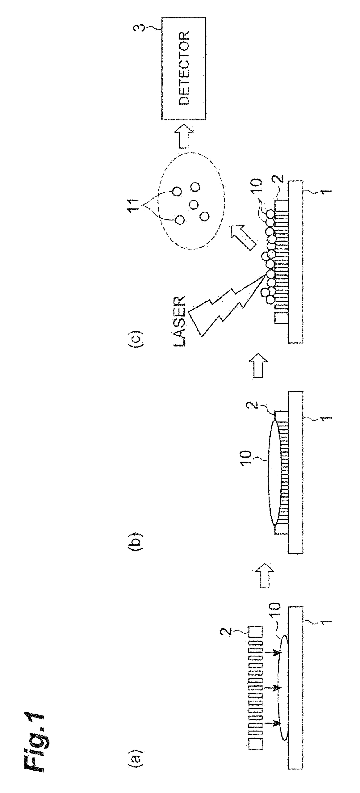 Sample supporting body and method of manufacturing sample supporting body