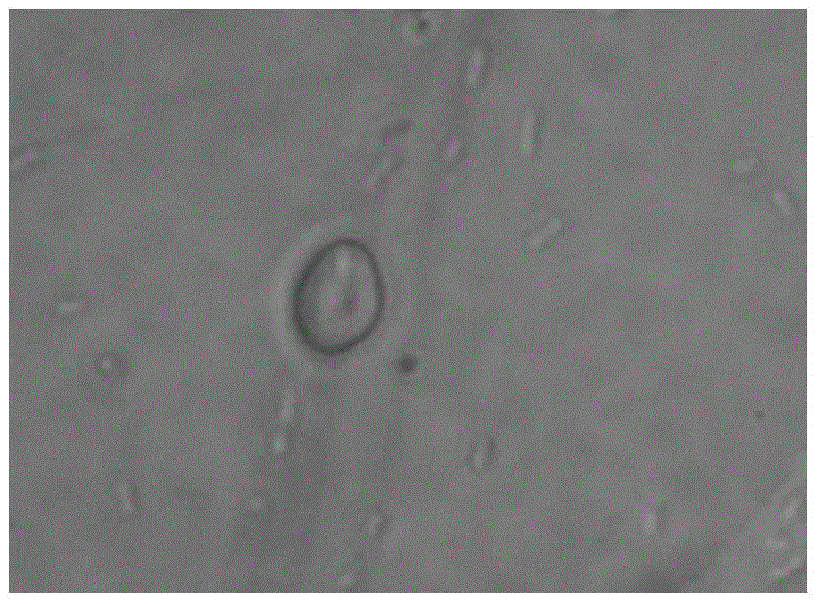 A method for preparing hemp fiber by combining Candida tropicalis dk2 strain and hydrogen peroxide ultrasonic wave