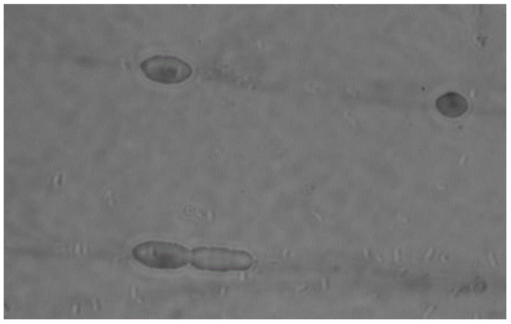 A method for preparing hemp fiber by combining Candida tropicalis dk2 strain and hydrogen peroxide ultrasonic wave