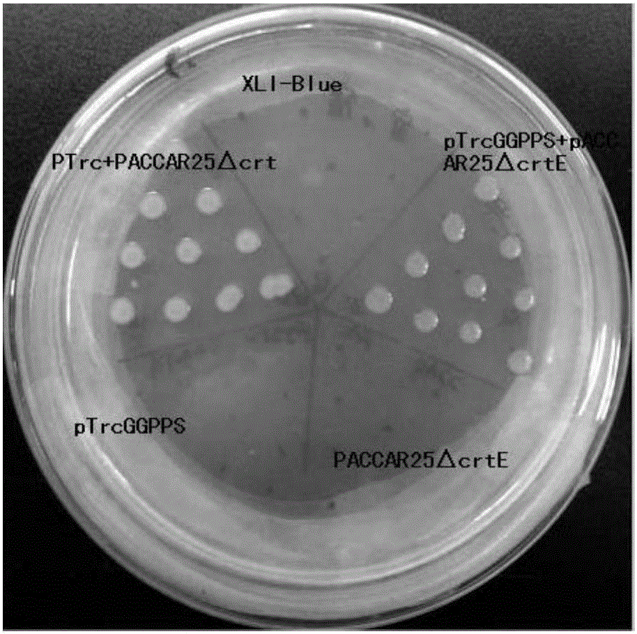 Saffron, saffron endophytic fungi GGPPS (geranylgeranyl pyrophosphate synthase) gene, gene cloning method and application