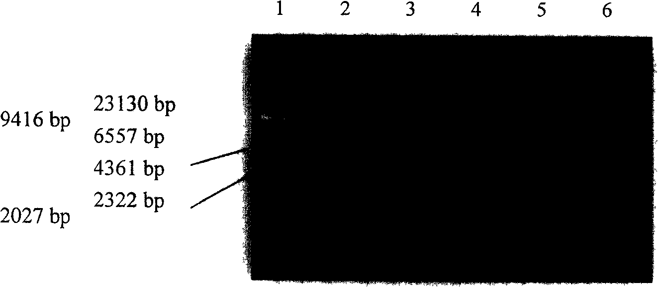 Encoding nucleotide sequence of codons optimizing rotavirus protein, recombinant and uses thereof