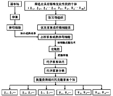 A method for cultivating local excellent livestock breeds using somatic cell cloning technology