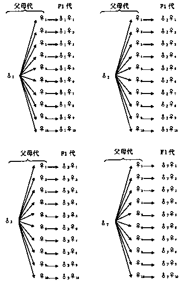 A method for cultivating local excellent livestock breeds using somatic cell cloning technology