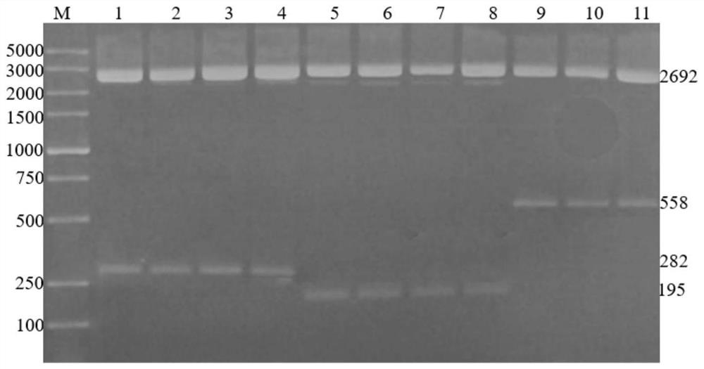 Recombinant baculovirus with surface displaying African swine fever virus antigen P30 protein, preparation method and application thereof