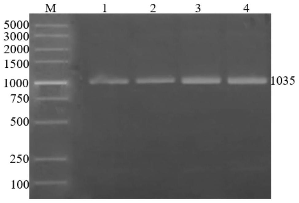 Recombinant baculovirus with surface displaying African swine fever virus antigen P30 protein, preparation method and application thereof