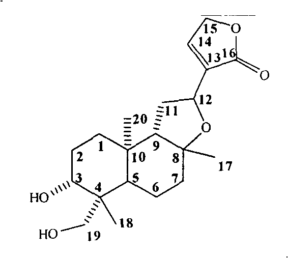 Isoandrographolide photoaffinity labeling molecular probe, preparation method and pharmaceutical composition of molecular probe
