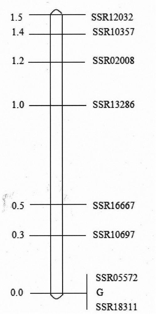 A ssr marker related to cucumber fruit length traits and its application