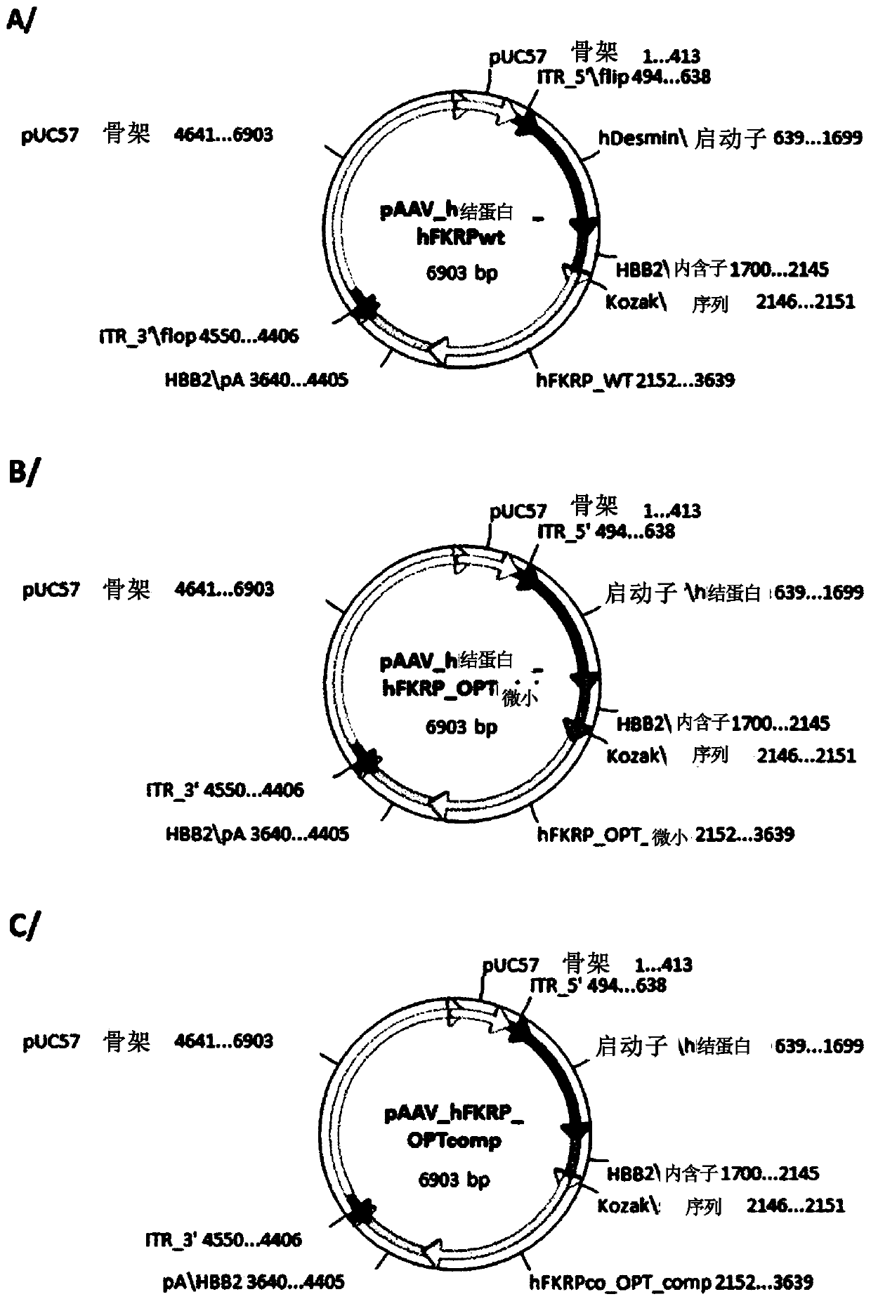 Novel polynucleotides encoding a human fkrp protein