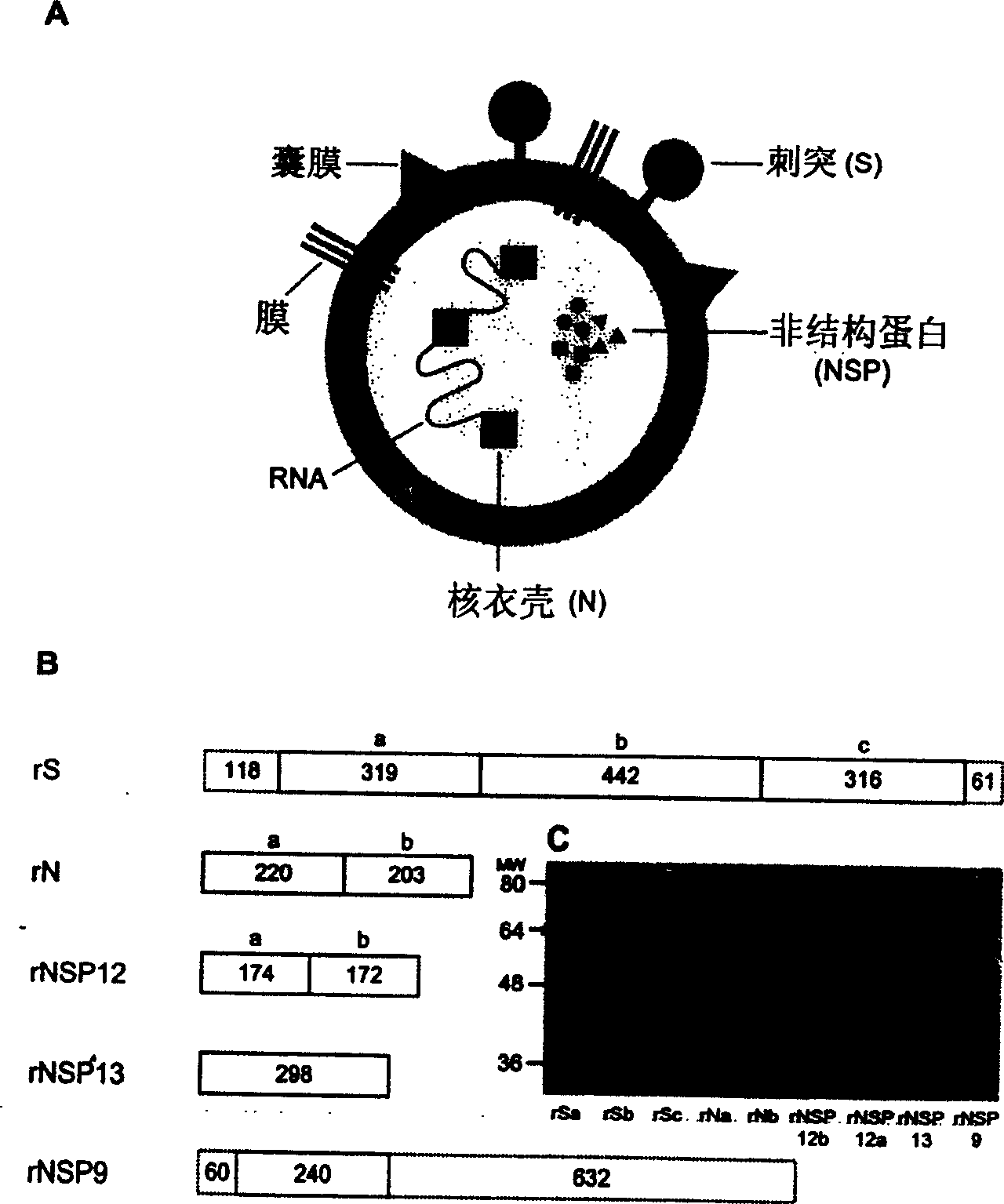 Composition and method for diagnosing and preventing serious acute respiratory syndrome(SARS)