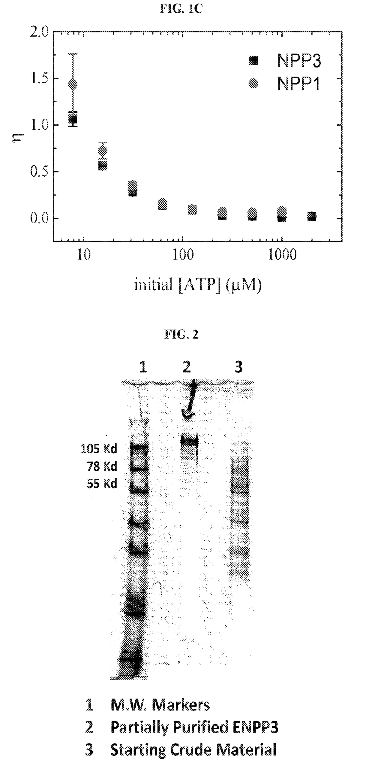 Compositions for Treating Ectopic Calcification Disorders, and Methods Using Same