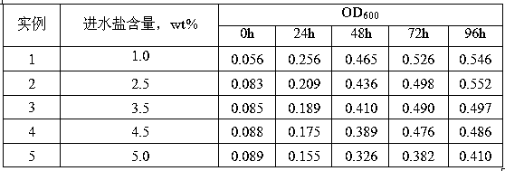 A kind of Kitami microbacterium and its cultivation application