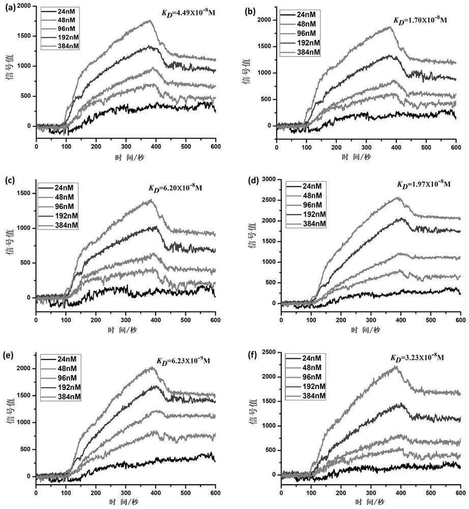 A kind of polypeptide targeting PD-L1 and its preparation method and application