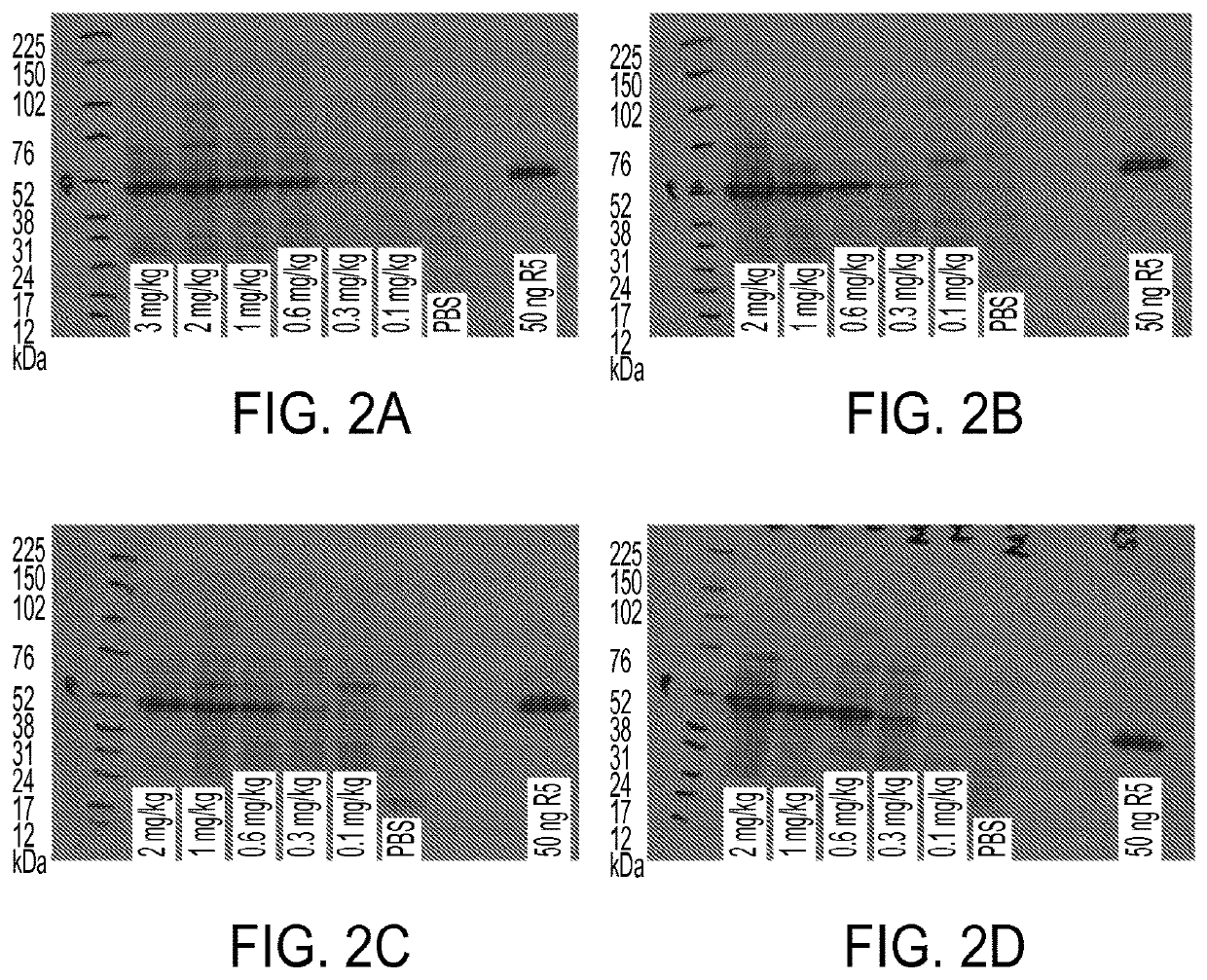 mRNA therapy for argininosuccinate synthetase deficiency