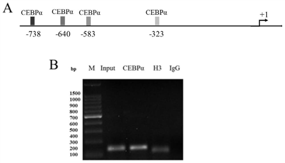 Use of the transcription factor CebPα as a transcription factor for the Kiss1 promoter region