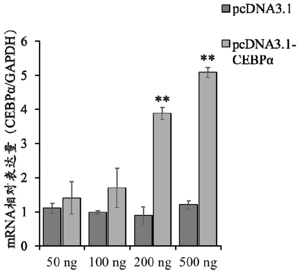 Use of the transcription factor CebPα as a transcription factor for the Kiss1 promoter region