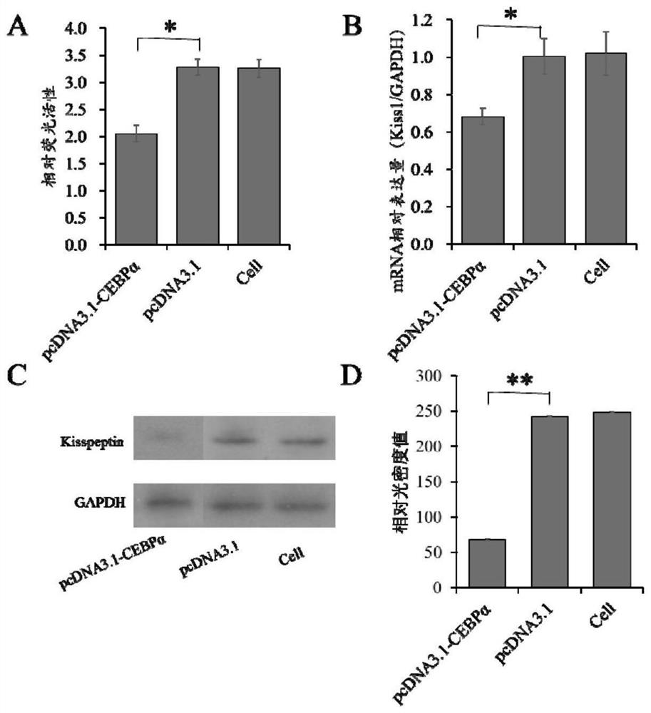 Use of the transcription factor CebPα as a transcription factor for the Kiss1 promoter region