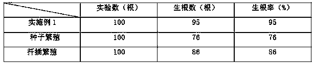 Tree branch reproduction method of stauntonia chinensis