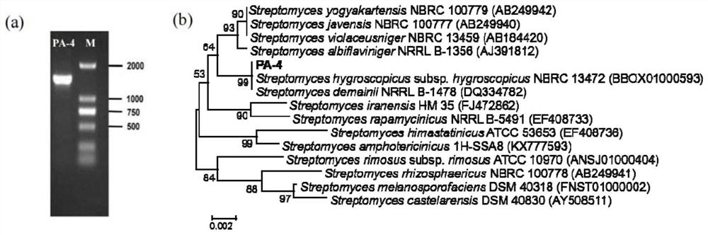 Antifungal streptomyces hygroscopicus and application thereof