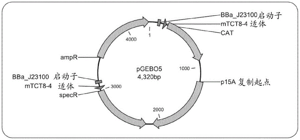 Regulatable gene expression